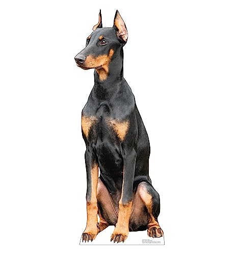 Advanced Graphics Doberman Dog Life Size Cardboard Cutout Standup - Made in USA