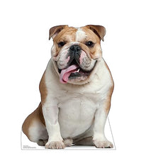 Load image into Gallery viewer, Advanced Graphics English Bull Dog Life Size Cardboard Cutout Standup - Made in USA
