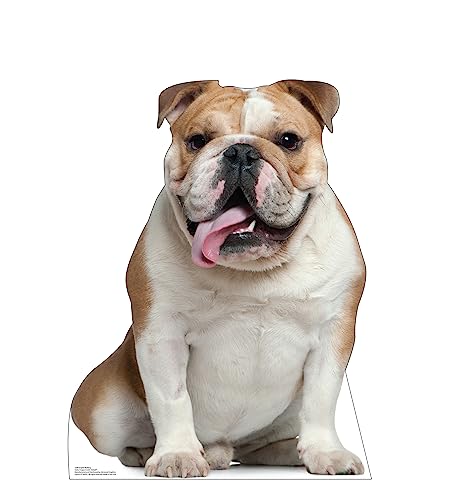 Advanced Graphics English Bull Dog Life Size Cardboard Cutout Standup - Made in USA