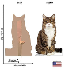 Load image into Gallery viewer, Advanced Graphics House Cat Life Size Cardboard Cutout Standup - Made in USA
