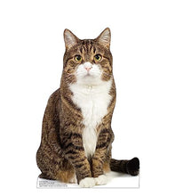 Load image into Gallery viewer, Advanced Graphics House Cat Life Size Cardboard Cutout Standup - Made in USA
