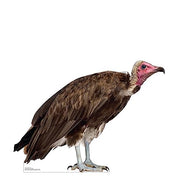 Advanced Graphics Hooded Vulture Life Size Cardboard Cutout Standup - Made in USA