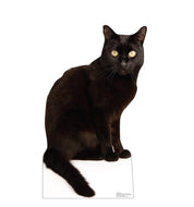 Advanced Graphics Black Cat Life Size Cardboard Cutout Standup - Made in USA