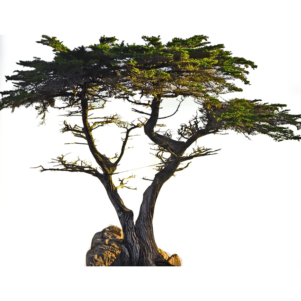 SP12477 Lone Cypress Tree Decoration Prop Cardboard Cutout Standee Standup