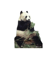 Advanced Graphics Panda Bear Life Size Cardboard Cutout Standup