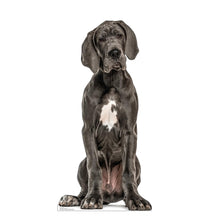 Load image into Gallery viewer, Advanced Graphics Great Dane Life Size Cardboard Cutout Standup - Made in USA
