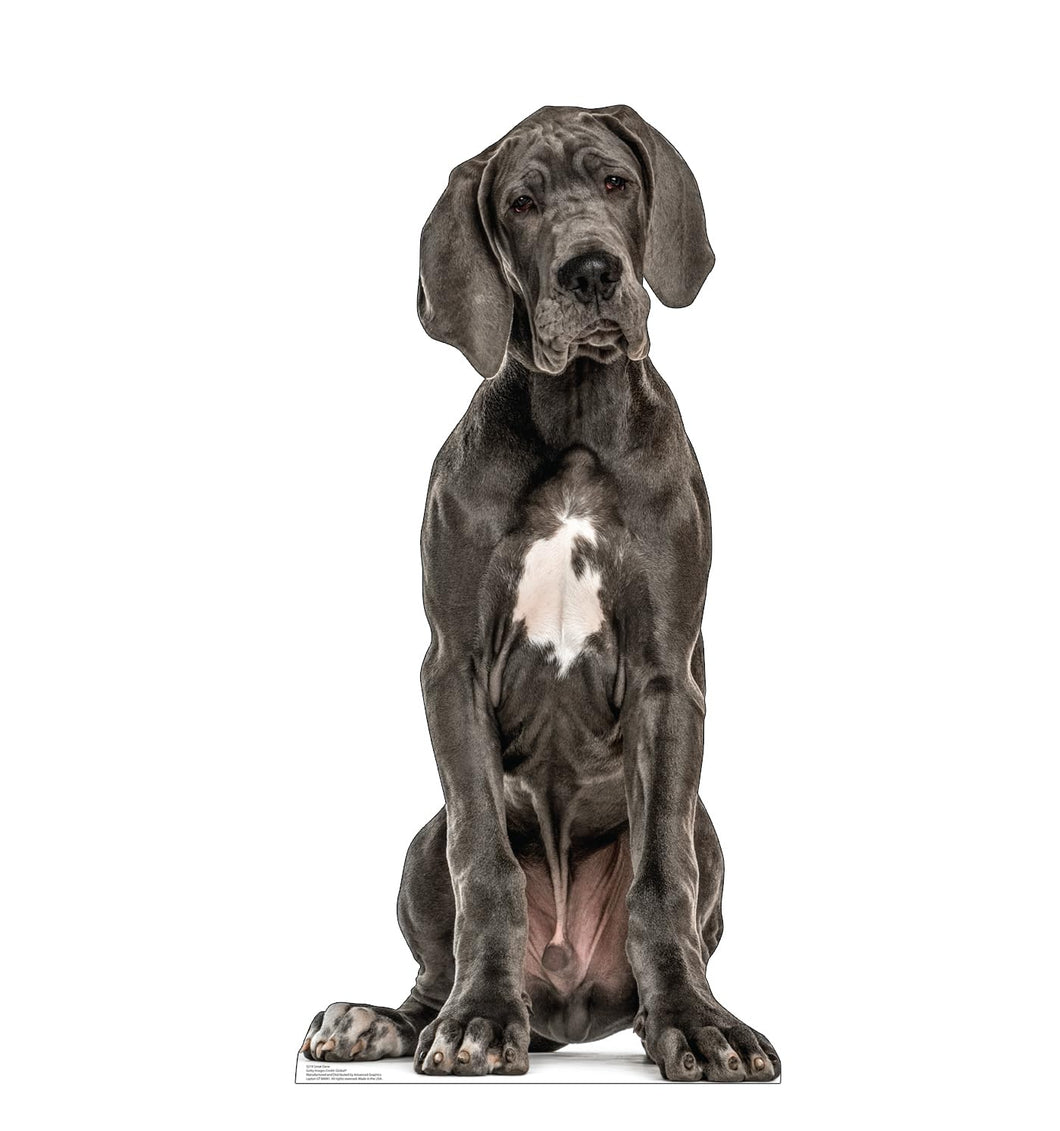 Advanced Graphics Great Dane Life Size Cardboard Cutout Standup - Made in USA