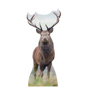 Advanced Graphics Deer Life Size Cardboard Cutout Standup