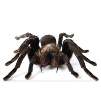 Load image into Gallery viewer, Advanced Graphics Giant Tarantula Life Size Cardboard Cutout Standup - Made in USA
