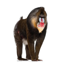 Load image into Gallery viewer, Advanced Graphics Mandrill Life Size Cardboard Cutout Standup - Made in USA
