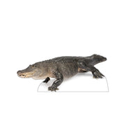Advanced Graphics American Alligator Life Size Cardboard Cutout Standup - AT TEN Distribution