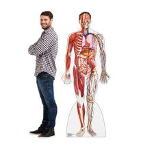 Load image into Gallery viewer, Advanced Graphics Anatomy Cross Section Life Size Cardboard Cutout Standup - AT TEN Distribution
