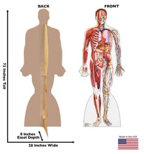 Load image into Gallery viewer, Advanced Graphics Anatomy Cross Section Life Size Cardboard Cutout Standup - AT TEN Distribution
