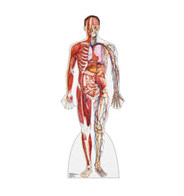 Load image into Gallery viewer, Advanced Graphics Anatomy Cross Section Life Size Cardboard Cutout Standup - AT TEN Distribution
