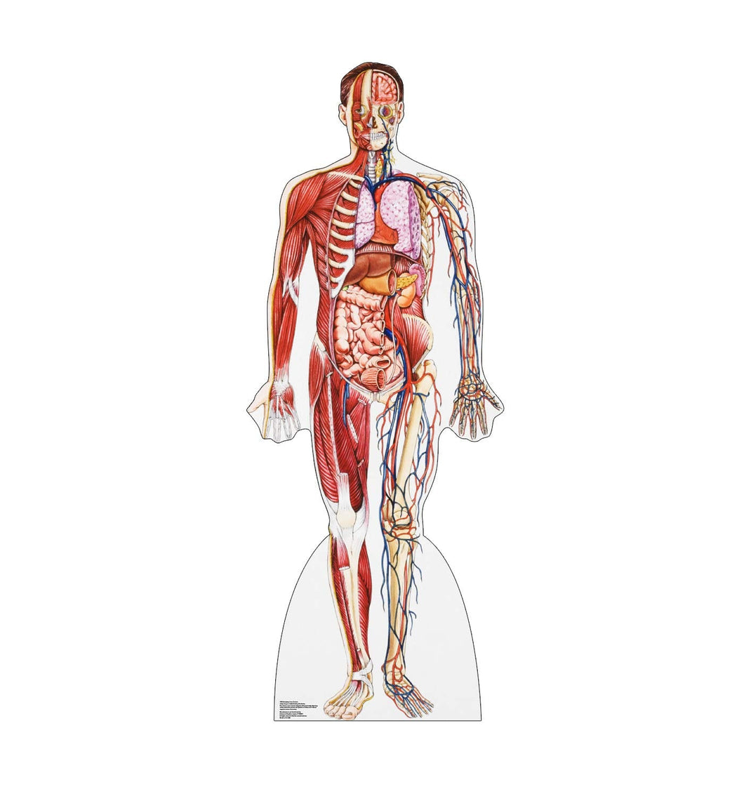 Advanced Graphics Anatomy Cross Section Life Size Cardboard Cutout Standup - AT TEN Distribution