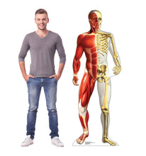 Load image into Gallery viewer, Advanced Graphics Anatomy Half Muscle Half Skeleton Life Size Cardboard Cutout Standup - AT TEN Distribution
