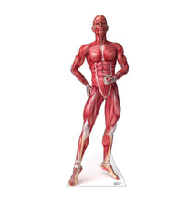 Load image into Gallery viewer, Advanced Graphics Anatomy Muscle System Life Size Cardboard Cutout Standup - AT TEN Distribution
