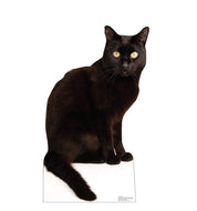 Advanced Graphics Black Cat Life Size Cardboard Cutout Standup - Made in USA - AT TEN Distribution