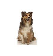 Advanced Graphics Collie Dog Life Size Cardboard Cutout Standup - AT TEN Distribution