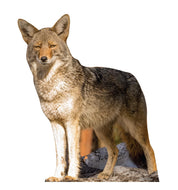 Advanced Graphics Coyote Life Size Cardboard Cutout Standup - Made in USA - AT TEN Distribution