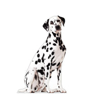 Advanced Graphics Dalmation Dog Life Size Cardboard Cutout Standup - Made in USA - AT TEN Distribution