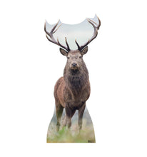 Load image into Gallery viewer, Advanced Graphics Deer Life Size Cardboard Cutout Standup - AT TEN Distribution
