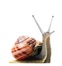 Load image into Gallery viewer, Advanced Graphics Giant Snail Life Size Cardboard Cutout Standup - Made in USA - AT TEN Distribution
