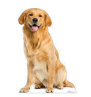 Advanced Graphics Golden Retriever Life Size Cardboard Cutout Standup - Made in USA - AT TEN Distribution