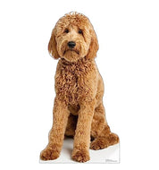 Advanced Graphics Goldendoodle Life Size Cardboard Cutout Standup - Made in USA - AT TEN Distribution