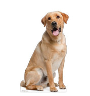 Advanced Graphics Labrador Retriever Life Size Cardboard Cutout Standup - Made in USA - AT TEN Distribution