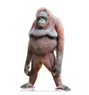 Advanced Graphics Orangutan Life Size Cardboard Cutout Standup - Made in USA - AT TEN Distribution