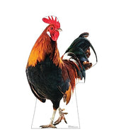 Advanced Graphics Rooster Life Size Cardboard Cutout Standup - Made in USA - AT TEN Distribution