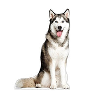 Advanced Graphics Siberian Husky Life Size Cardboard Cutout Standup - Made in USA - AT TEN Distribution