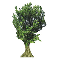 H13145 Tree Cardboard Cutout - AT TEN Distribution