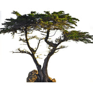 SP12477 Lone Cypress Tree Decoration Prop Cardboard Cutout Standee Standup - AT TEN Distribution