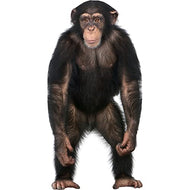 SP12529 Chimpanzee Animal Prop Cardboard Cutout Standee Standup - AT TEN Distribution