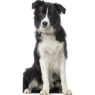 SP12548 Collie Dog Scotch Collie Rough Collie Prop Cardboard Cutout Standee Standup - AT TEN Distribution