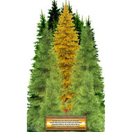 SP12621 Golden Spruce Most Famous Trees Cardboard Cutout Standee Standup - AT TEN Distribution