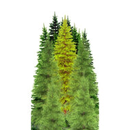 SP12622 Tree Group Forest 80 inch Cardboard Cutout Standee Standup - AT TEN Distribution
