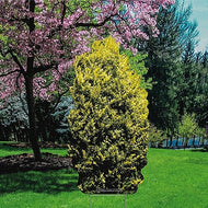 YSH3012 Nature Garden Bush Shrub Plant Plastic Outdoor Yard Sign Lawn Sign Decoration Cutout - AT TEN Distribution